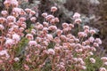 Wild California Pink Buckwheat Flowers, Eriogonum fasciculatum