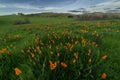 Wild California Poppies Bloom in Early Spring Royalty Free Stock Photo