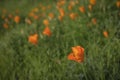 Wild California Poppies Bloom in Spring Royalty Free Stock Photo