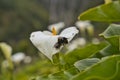 Wild calla lily flower with two bumble bees pollinating it, growing in Madeira, Portugal Royalty Free Stock Photo