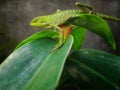 Wild Camaleon Royalty Free Stock Photo