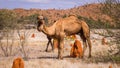 Wild camel in the Australian Outback Royalty Free Stock Photo