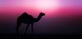 Wild Camel