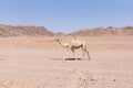 Wild camel on the desert in South Sinai, Egypt