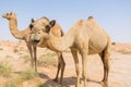 Wild camel in the hot dry middle eastern desert, dubai, uae Royalty Free Stock Photo