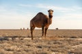 Wild camel in Karakum desert Royalty Free Stock Photo