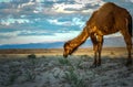 Wild camel in Kazakstan,wildlife, steppe