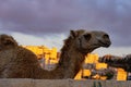 Wild Camel Looks Over the Skyline of Amman Royalty Free Stock Photo