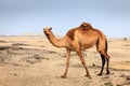 Wild camel in Oman