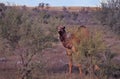 Wild camel in outback Australia Northern Territory