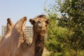 Wild camel