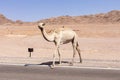 Dromedary camel on the road on the desert.