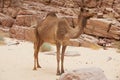 A wild Camel in the Sinai desert