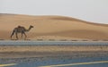 A wild camel walks on the road next to a desert in Dubai, UAE Royalty Free Stock Photo