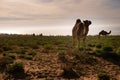 A herd of wild dromedary at the coast of south morocco