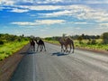 Camels crossing Stuart Highway in Australia Royalty Free Stock Photo