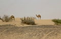 2 wild camels in a desert in Dubai, UAE Royalty Free Stock Photo
