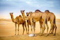 Wild camels in the desert Royalty Free Stock Photo