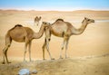 Wild camels in the desert Royalty Free Stock Photo