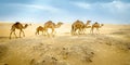 Wild camels in the desert Royalty Free Stock Photo