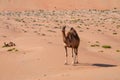 Wild camels walking in the desert Royalty Free Stock Photo