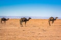 Wild camels in desert Sahara in Erg Chigaga, Morocco