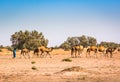 Wild camels in desert Sahara in Erg Chigaga, Morocco Royalty Free Stock Photo