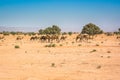Wild camels in desert Sahara in Erg Chigaga, Morocco Royalty Free Stock Photo