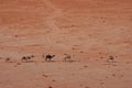 Wild camels in the desert . Wadi Rum Desert Royalty Free Stock Photo