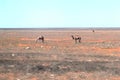 Wild camels in the empty desert at the Nullarbor Plain, Australia Royalty Free Stock Photo