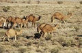 Wild camels Royalty Free Stock Photo