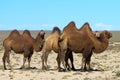 Wild camels the Mongolian desert Royalty Free Stock Photo