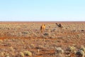 Wild camels Nullarbor Plain, Australia Royalty Free Stock Photo