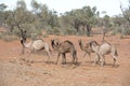 Wild camels in outback Queensland