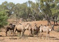 Wild camels in outback Queensland