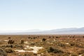 Wild camels in Qinghai China