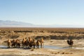 Wild camels in Qinghai China