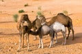 Wild Camels  in the Sahara Desert, Tunisia Royalty Free Stock Photo