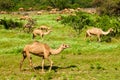Wild Camels in Salalah, Dhofar, Oman Royalty Free Stock Photo