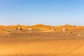 Wild camels walking in the desert, among sand dunes in Dubai, United Arab Emirates Royalty Free Stock Photo