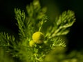Wild camomile Royalty Free Stock Photo