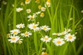 Wild camomile Royalty Free Stock Photo