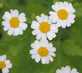 Wild camomile Royalty Free Stock Photo
