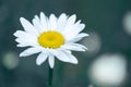 Wild camomile blossoming - macro shot of a flower Royalty Free Stock Photo