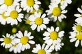 Wild camomile or chamomile or ox-eye daisy meadow flowers top view background. Royalty Free Stock Photo