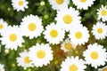 Wild camomile daisy flowers growing on green meadow Royalty Free Stock Photo