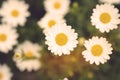 Wild camomile daisy flowers growing on green meadow, macro image Royalty Free Stock Photo