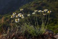 Wild camomile flower Royalty Free Stock Photo