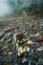 Wild camomile flower in a stony valley. Mountain waterfall in the background. Sulzenau Alm, Stubai Alps, Austria Royalty Free Stock Photo