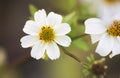 Wild Camomile Royalty Free Stock Photo